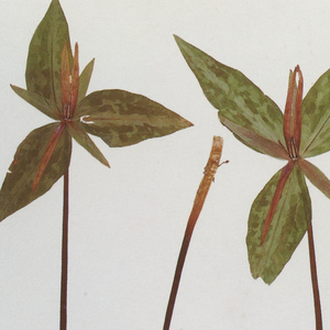 Chinese护士丝榨精
